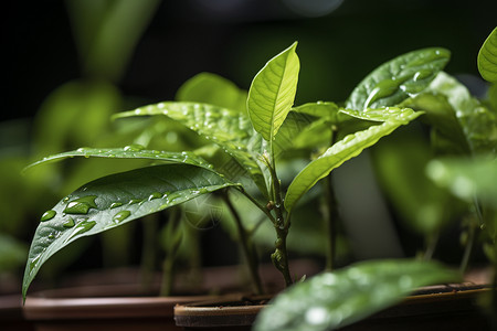 自然之美的绿色植物图片