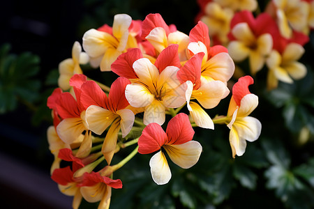 开花的热带植物背景图片