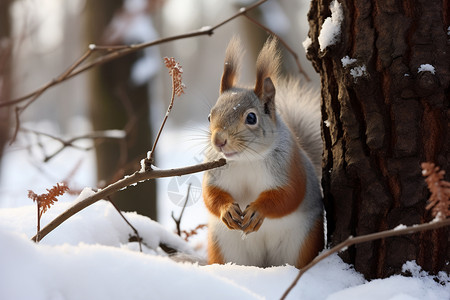 雪地中的小松鼠图片