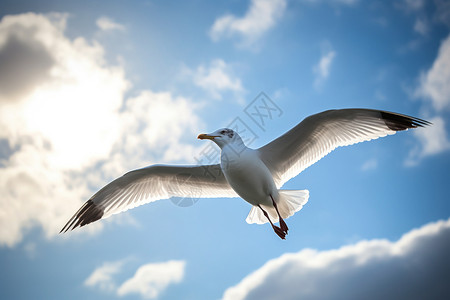 天空中展翅飞翔的白鸟图片