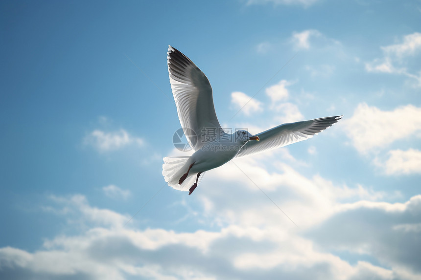 天空中飞翔的白鸟图片