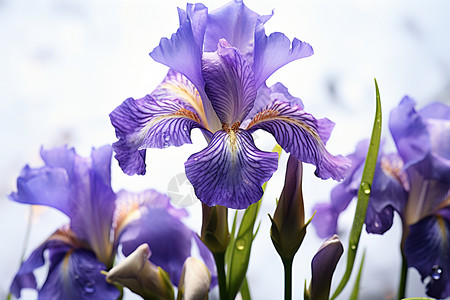 美丽的鸢尾花花朵高清图片