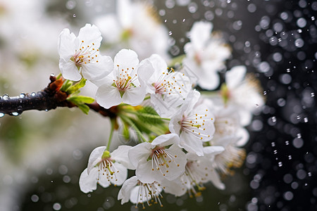 雨滴飞溅的花朵背景图片