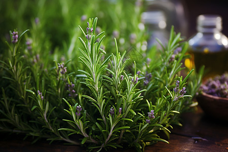 花园里芳香的植物图片