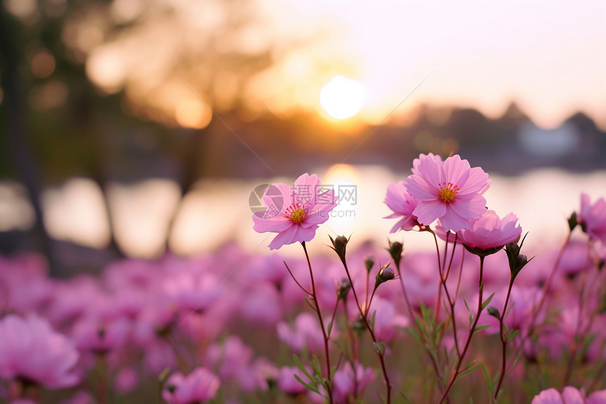 迷人的花海景观图片