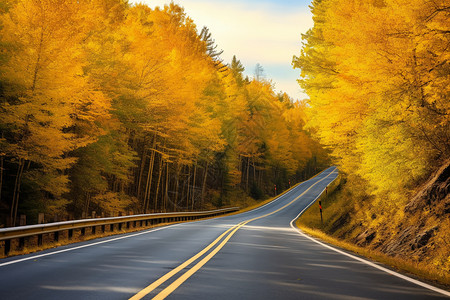 金黄色的森林公路景观图片
