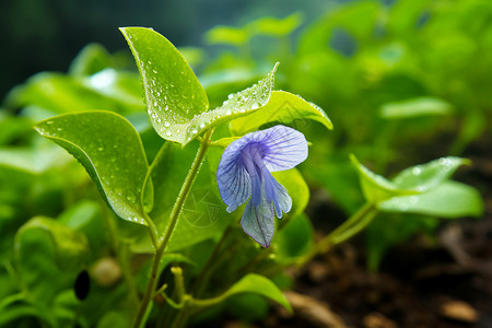 下雨天的植物高清图片