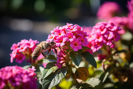 盛开花朵上的蜜蜂背景图片