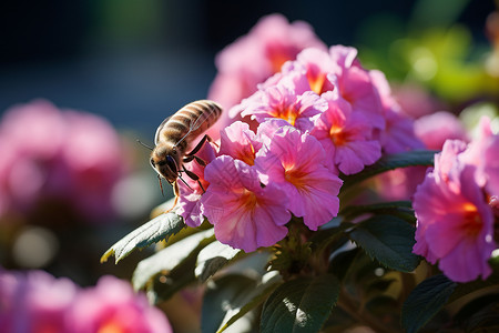 吸引蜜蜂的鲜花背景图片