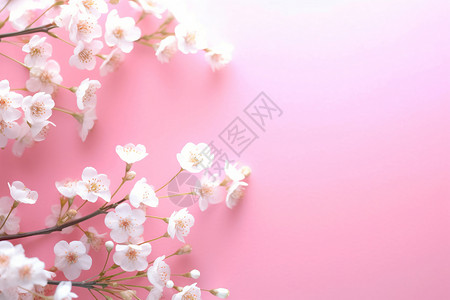 粉色背景中的植物背景图片