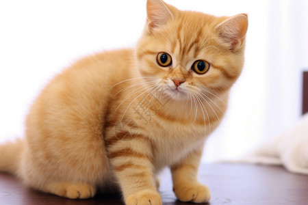 可爱的小橘猫图片