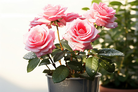春日盛开的玫瑰花图片