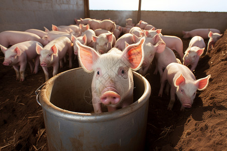 农村的猪圈养殖高清图片素材