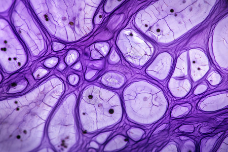 紫色的细胞组织背景图片