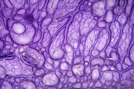 微观的紫色细胞背景图片