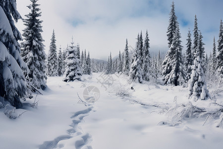 冬日森林雪景高清图片