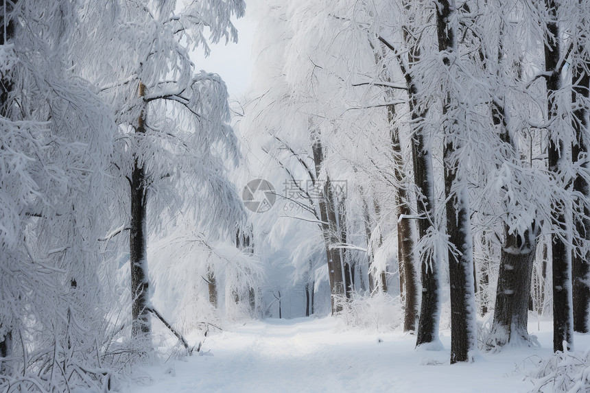 白雪覆盖的森林景观图片