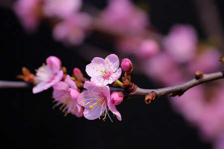 桃花绽放的春日美景图片