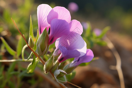春天里的紫色花海图片
