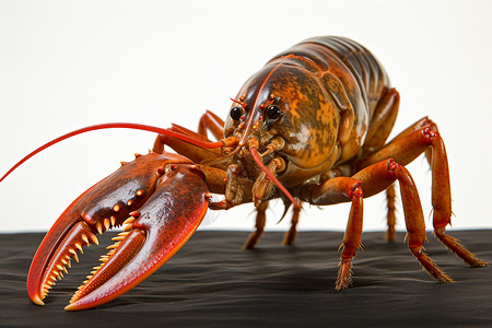 螃蟹脚巨型龙虾，美味爽口，大片大腿和脚，站在表面上背景