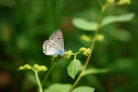 大自然昆虫蝴蝶栖息在绿色植物上的一组美丽背景背景