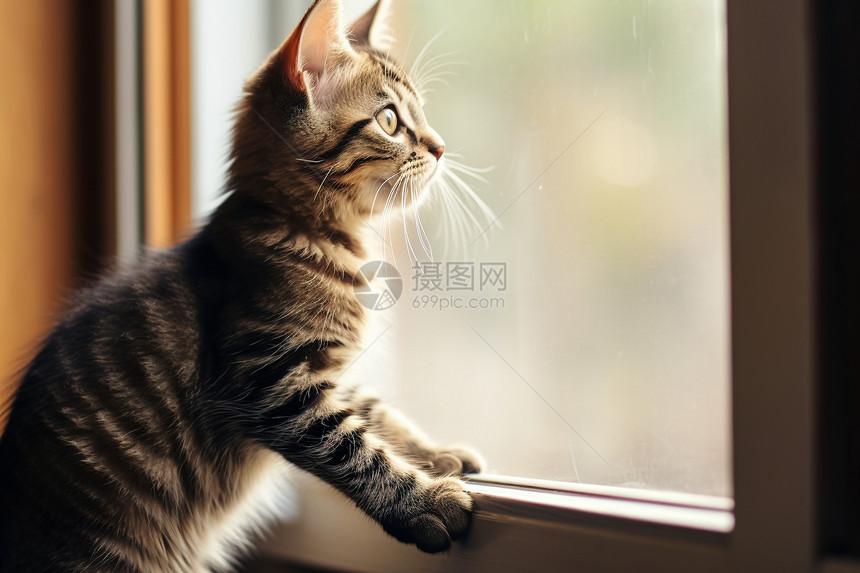 小猫咪趴在窗台上图片