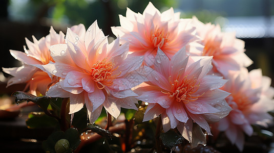 盛开的昙花妖娆粉色昙花高清图片