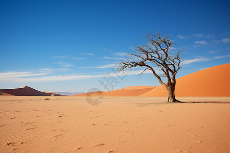 沙漠里孤独的树背景图片