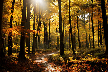 秋季森林的美丽景观背景图片