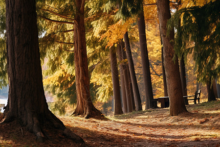 秋日公园的美丽风光图片