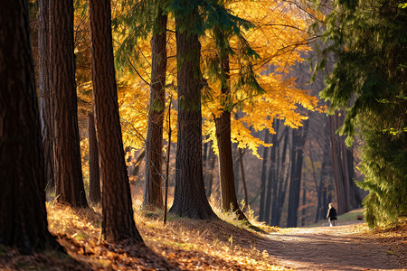 秋日森林漫步的美丽景观图片