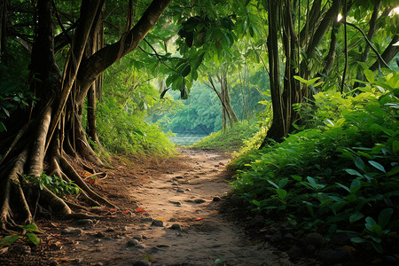 热带森林之路图片