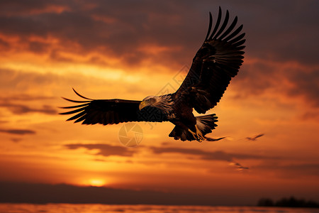 黄昏中天空中飞翔的老鹰图片