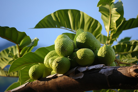 树上的热带水果图片