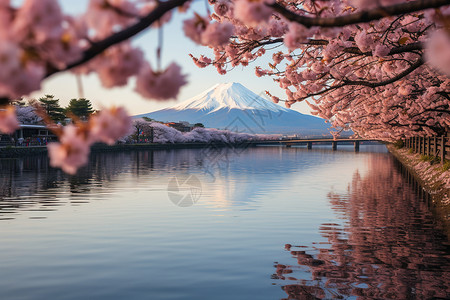 富士山与樱花映衬着湖畔的美景背景图片
