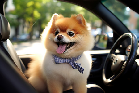 汽车里可爱的博美犬图片