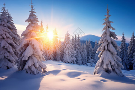 冬季山中的云杉树林背景图片