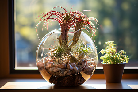 窗台上的植物装饰图片