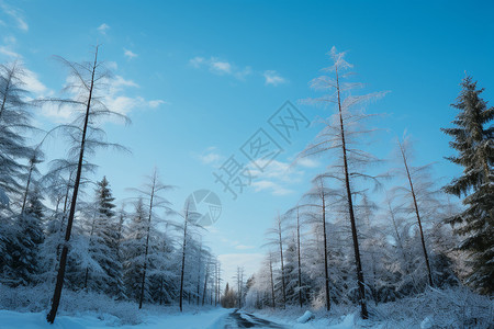 雪原奇幻之旅图片