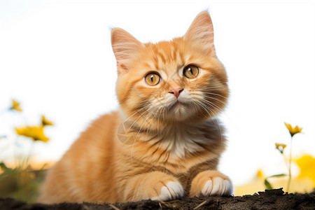 橙色小猫图片