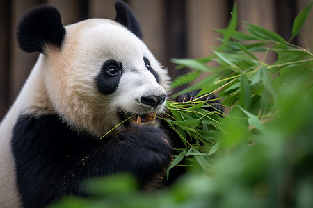 动物园里的可爱熊猫图片