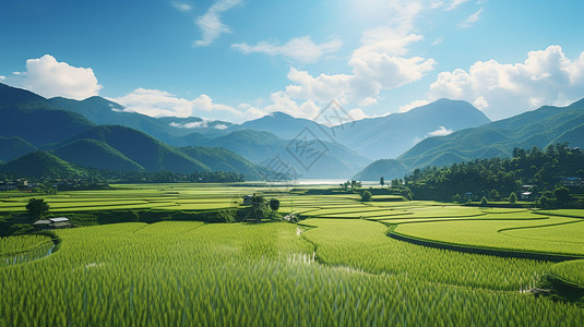 郁郁葱葱的水稻田背景图片