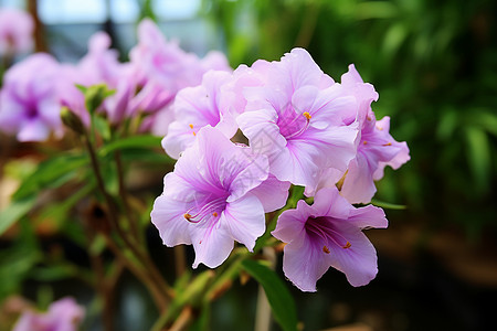 美丽的鲜花植物晚香玉高清图片