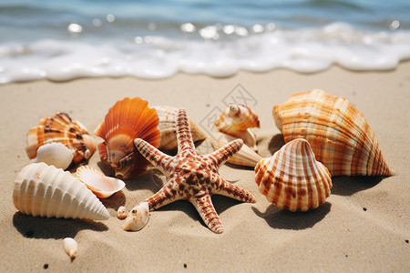 海滩上的海星贝壳背景图片