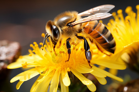 蜜蜂花园采蜜的蜜蜂背景