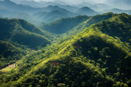 茂密的森林背景图片