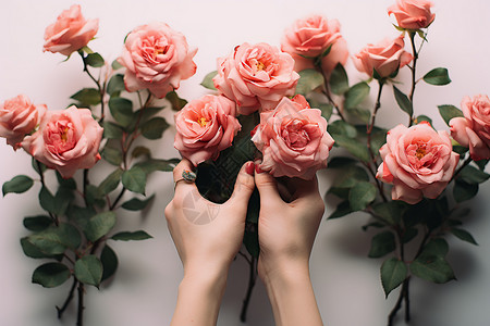 粉色玫瑰之恋图片
