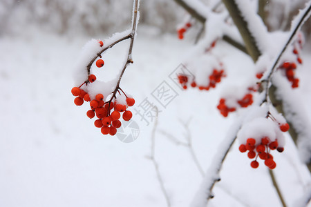 雪中的浆果树枝图片