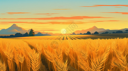 清晨金黄的稻田图片