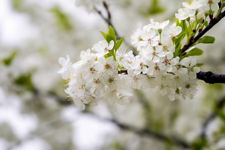 盛开的白色樱花花朵图片